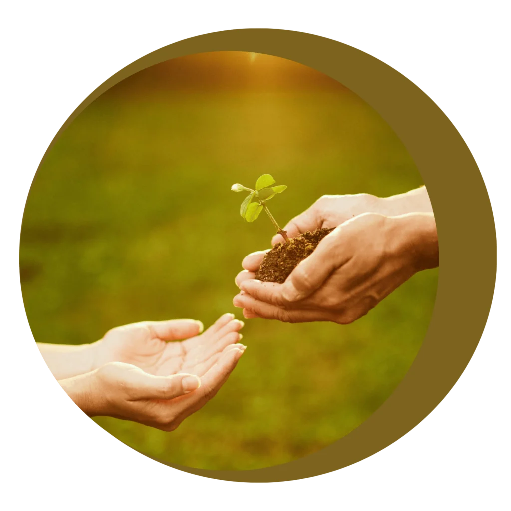 Mains tendues tenant une jeune pousse verte, symbole de croissance et de renouveau lors des ateliers et événements de Vanessa Micoud.