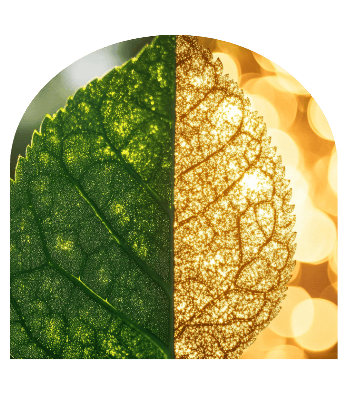 Feuille verte et feuille dorée côte à côte, symbolisant l’équilibre entre nature et spiritualité en numérologie stratégique.