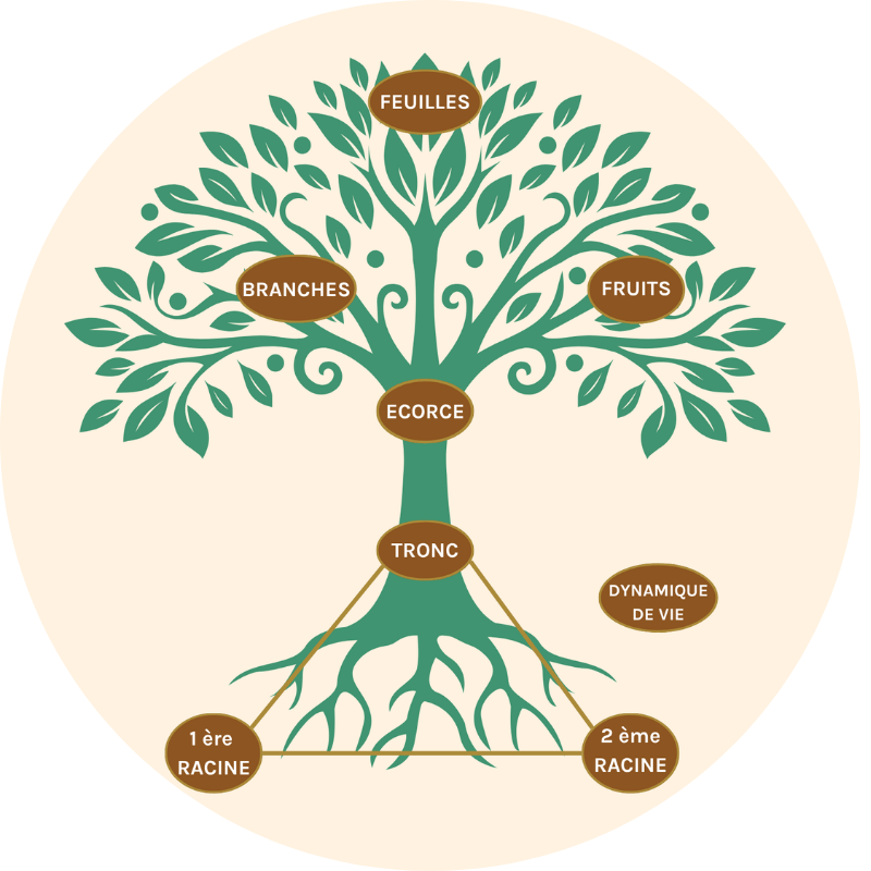 Arbre fondamental illustré avec racines et branches symboliques, représentant l’ancrage et l’élévation en numérologie stratégique.